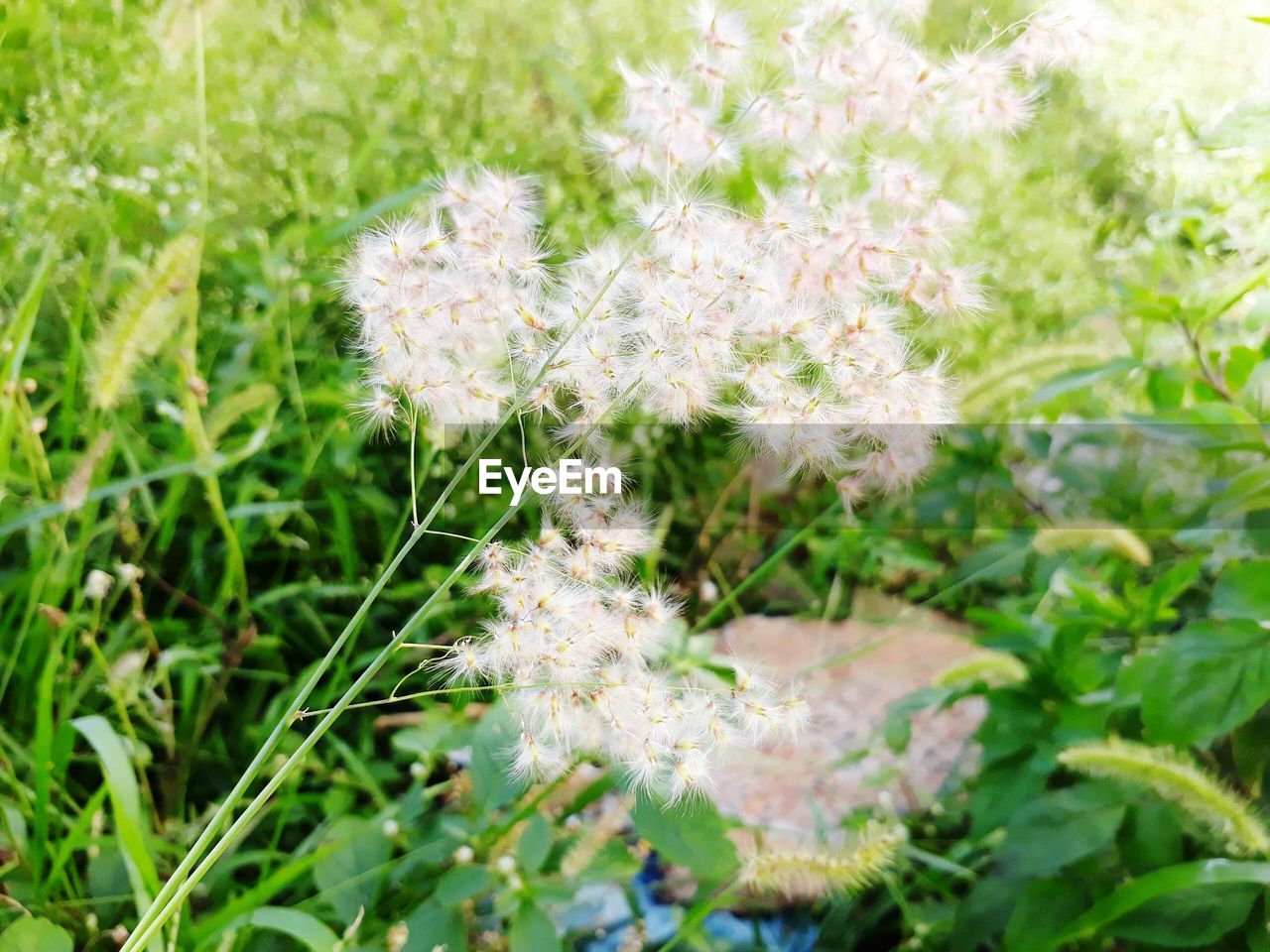 CLOSE-UP OF GRASS