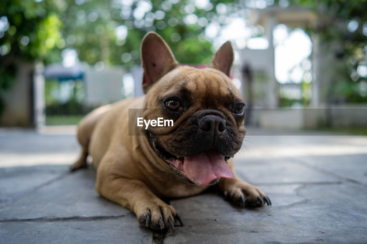 Portrait of a dog on floor