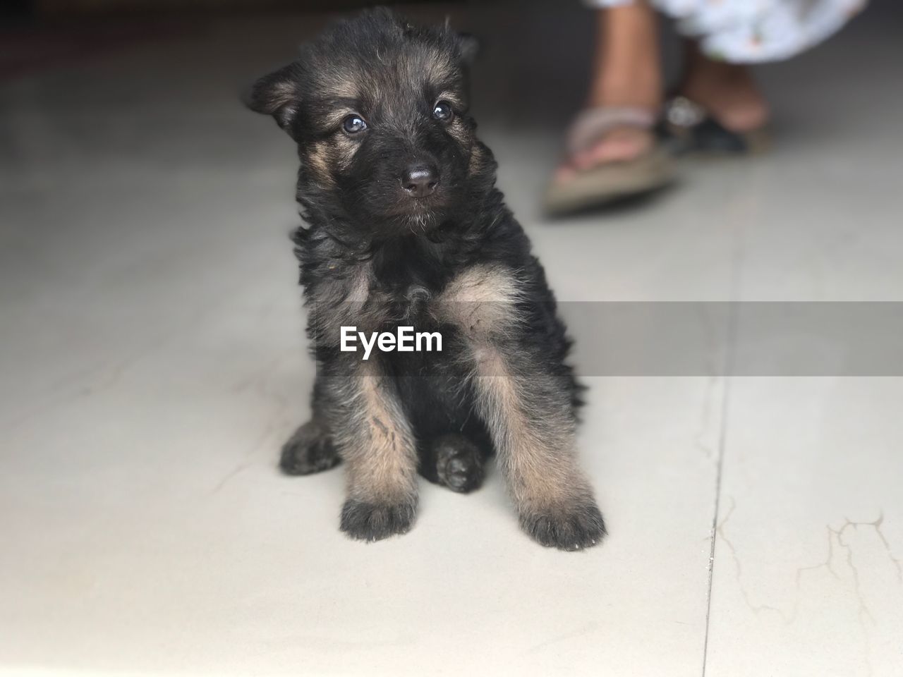 PORTRAIT OF PUPPY SITTING ON FLOOR