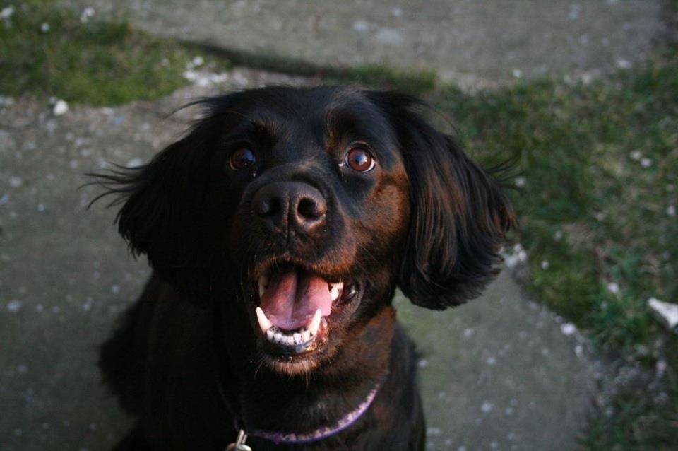 PORTRAIT OF DOG