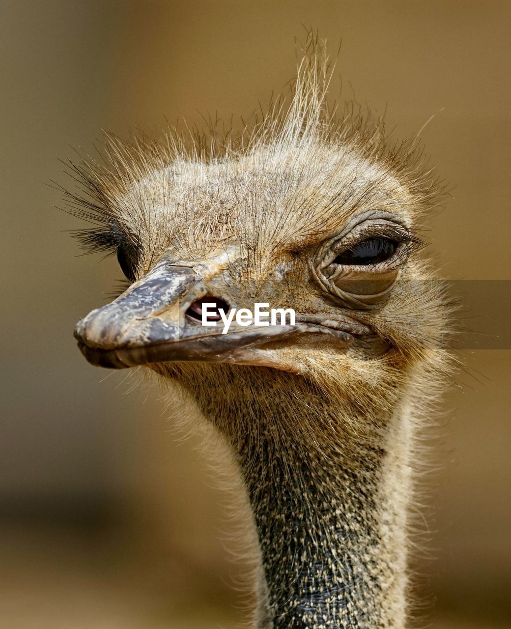 close-up of ostrich