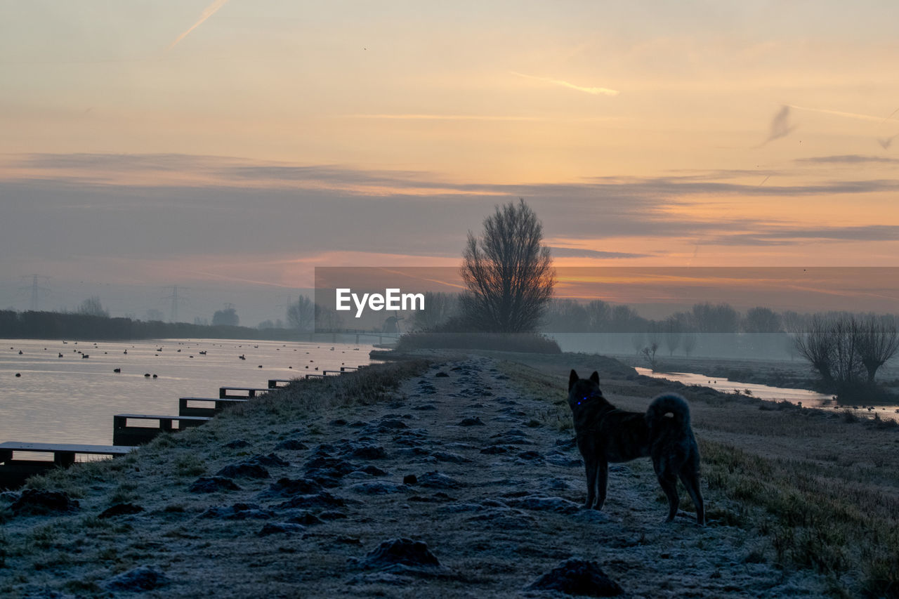 A walk with the dog on a misty morning just before sunrise