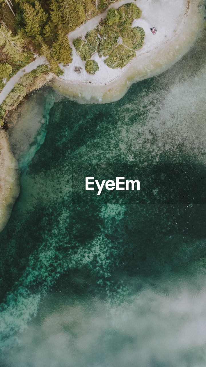 High angle view of coral in sea