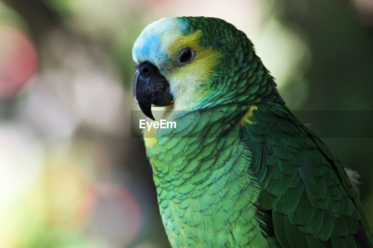 Close-up portrait of parrot