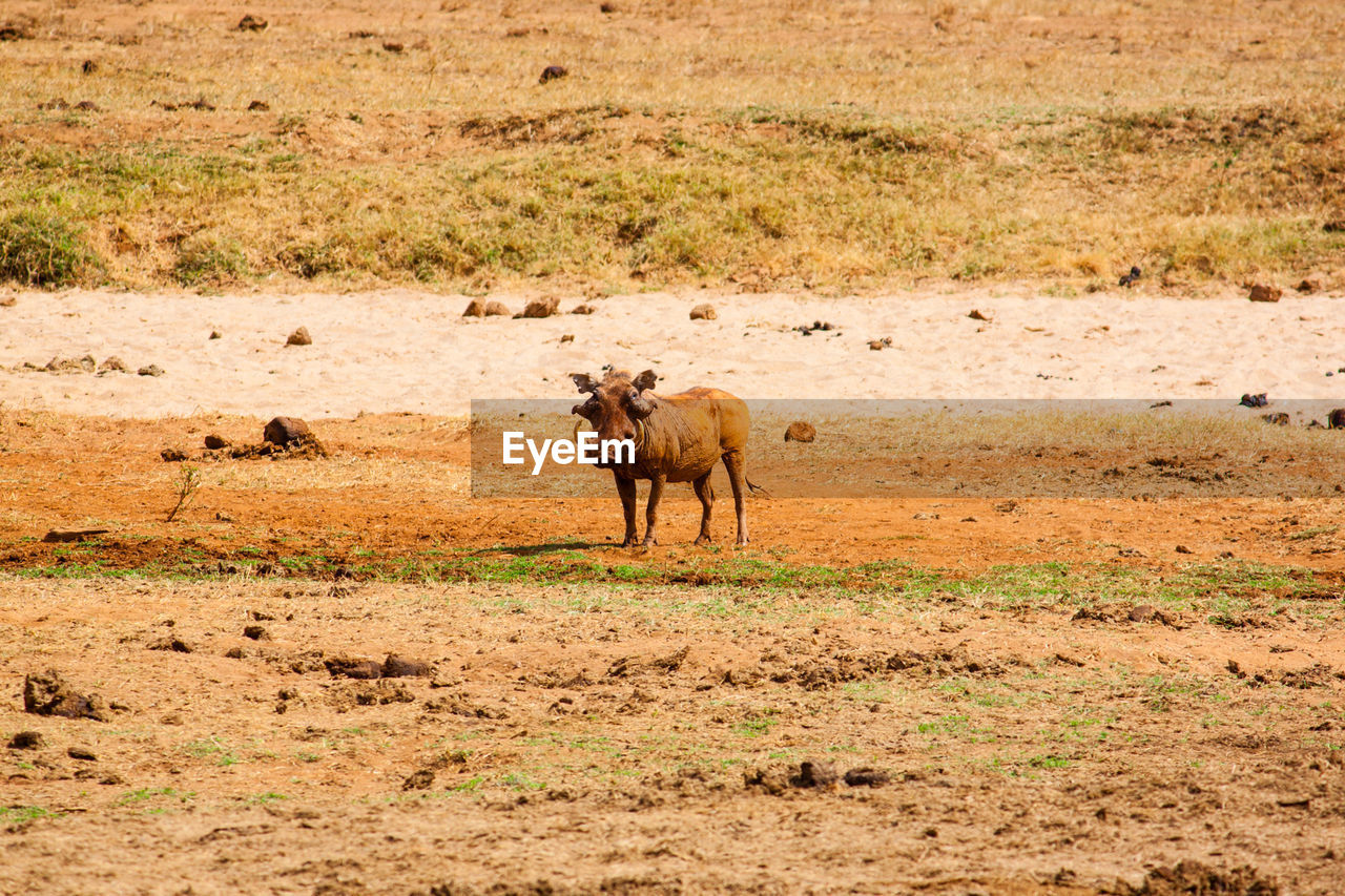 Wild boar on field at tsavo east national park