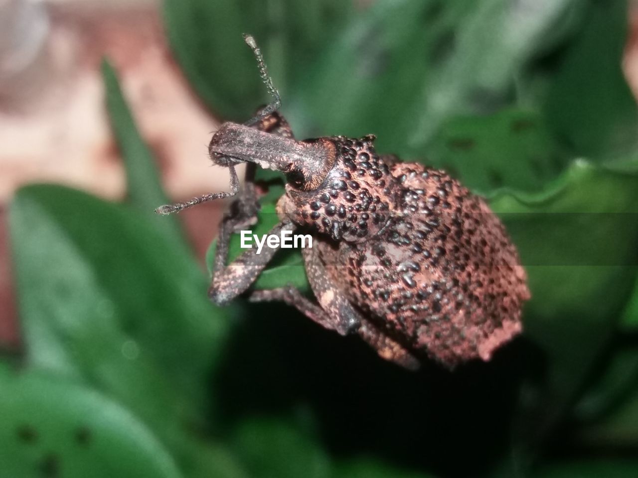 Close-up of insect on leaf