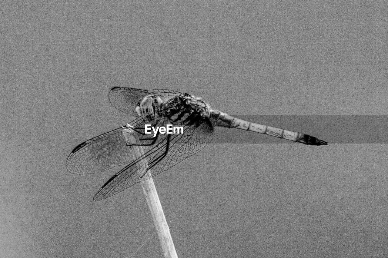 Close-up of dragonfly