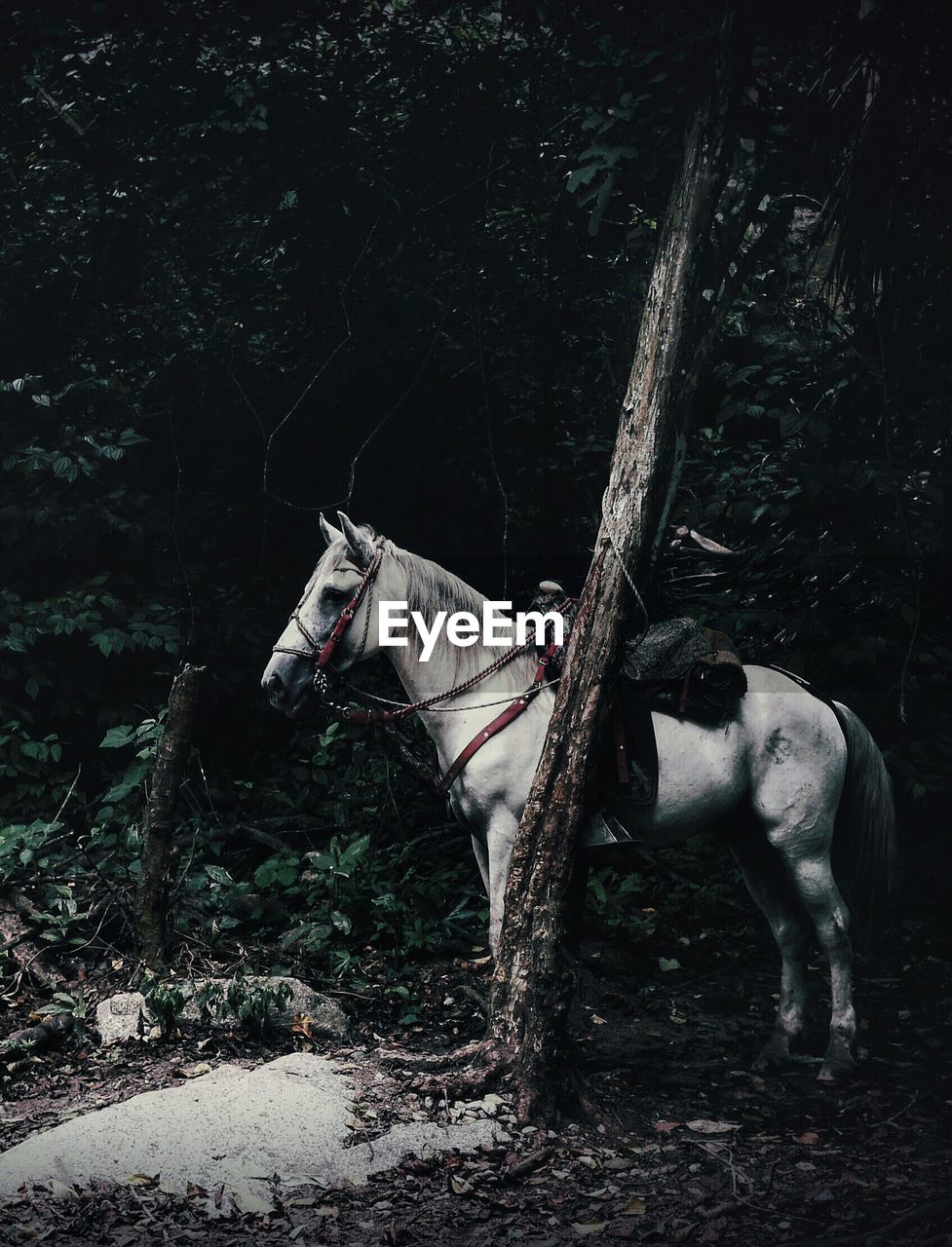 HORSES STANDING IN FOREST