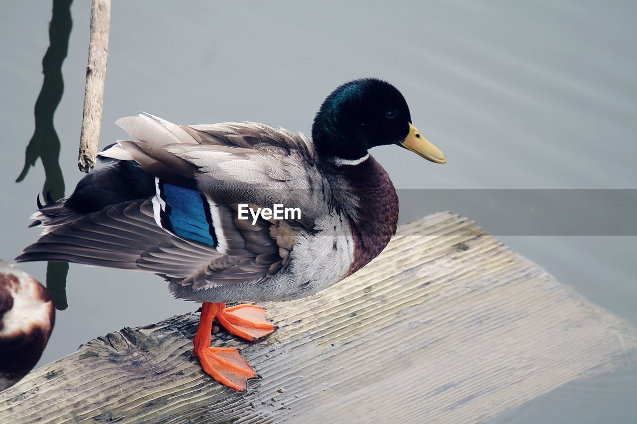 Close-up of bird perching on wood