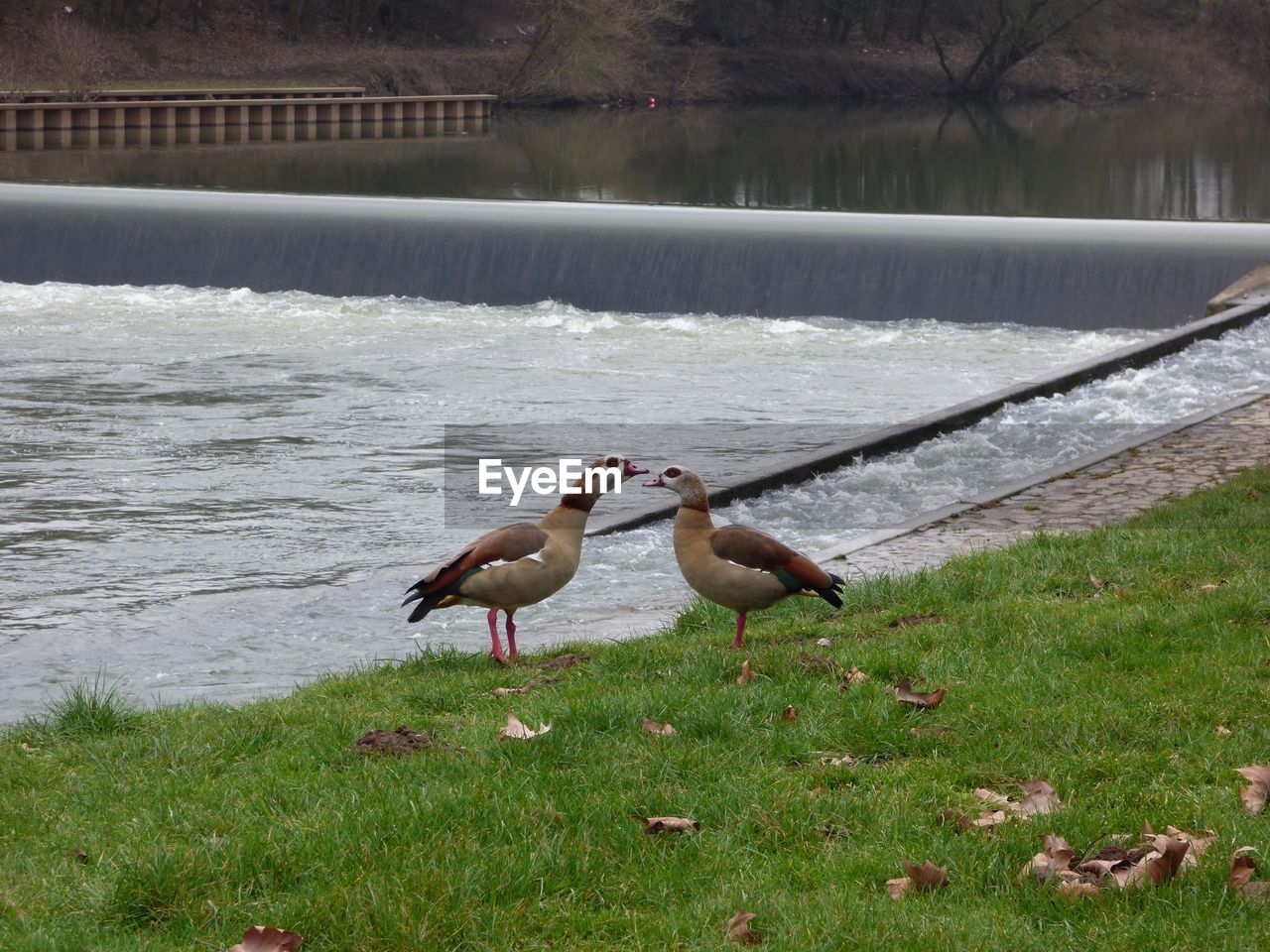 Egyptian geese at grassy riverbank