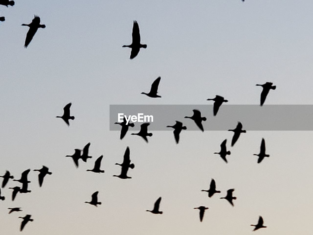 Low angle view of birds flying in the sky