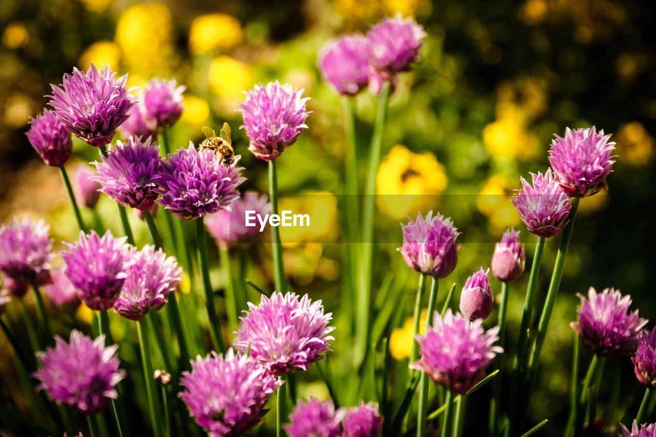 Close-up of purple flowers blooming outdoors