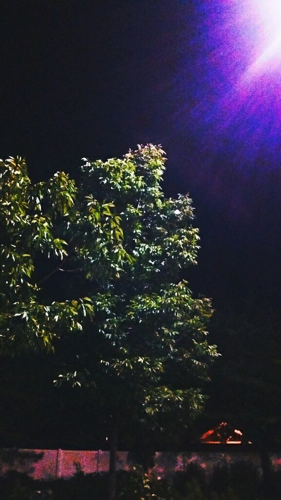 LOW ANGLE VIEW OF TREES AGAINST SKY AT NIGHT