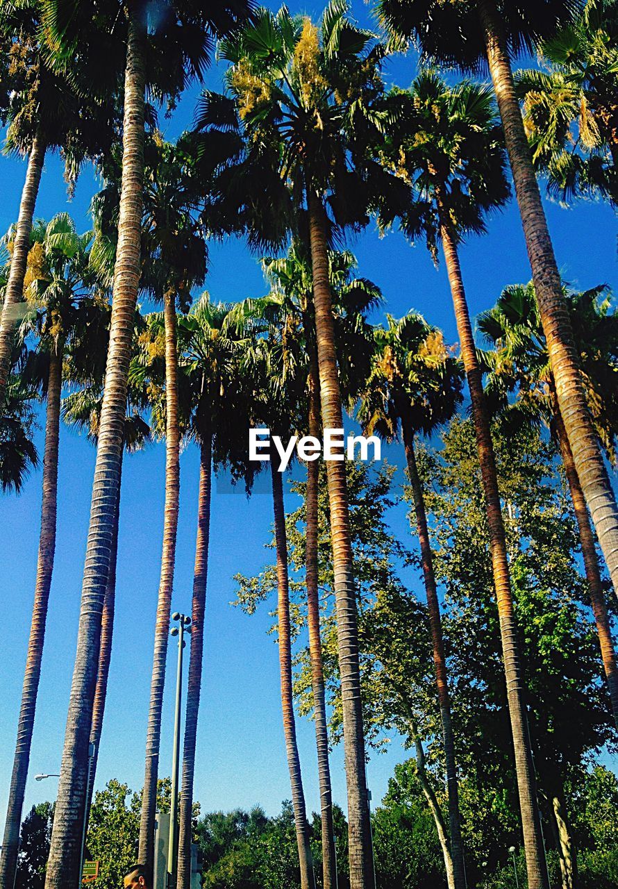 LOW ANGLE VIEW OF TREES AGAINST SKY