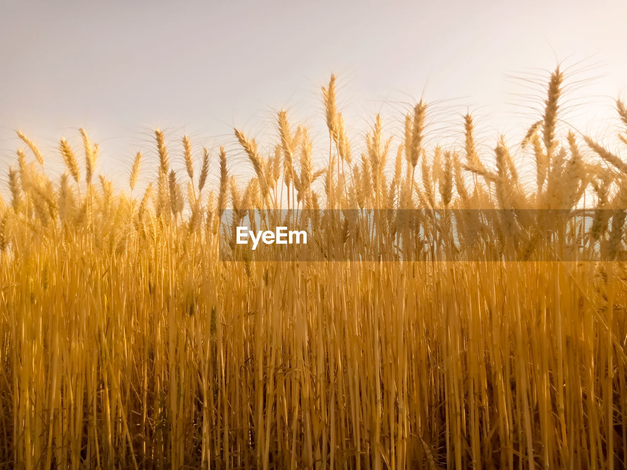 Close-up of wheat field against sky