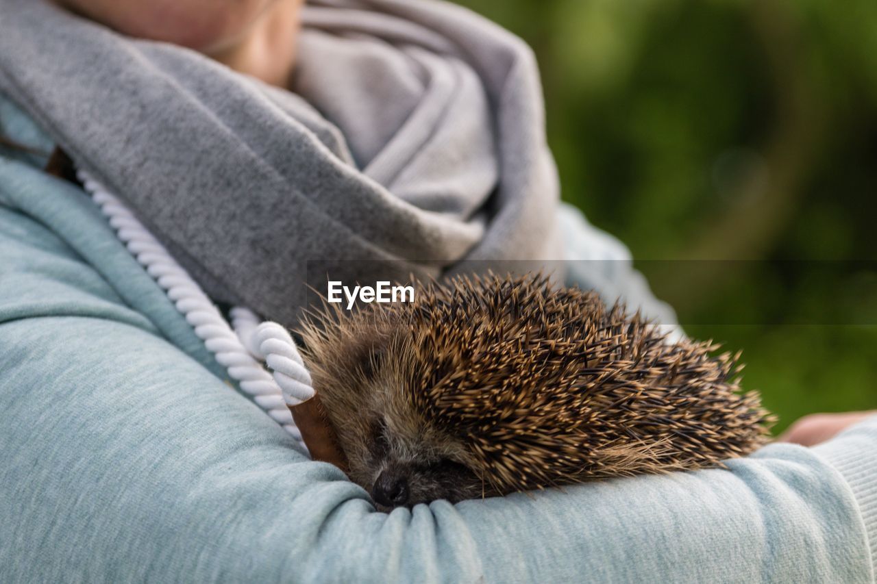 Close-up hedgehog 