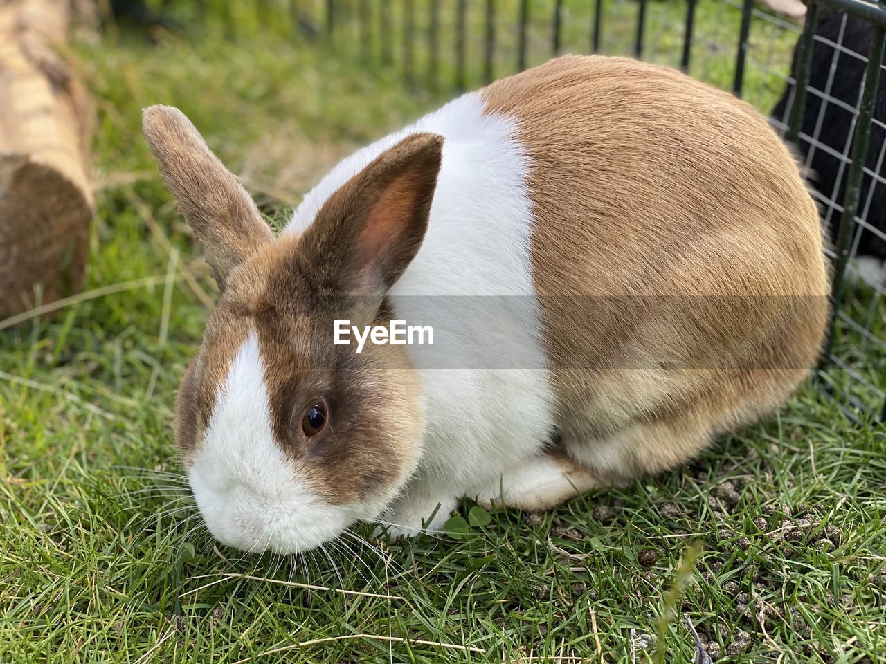 CLOSE-UP OF A RABBIT ON GRASS