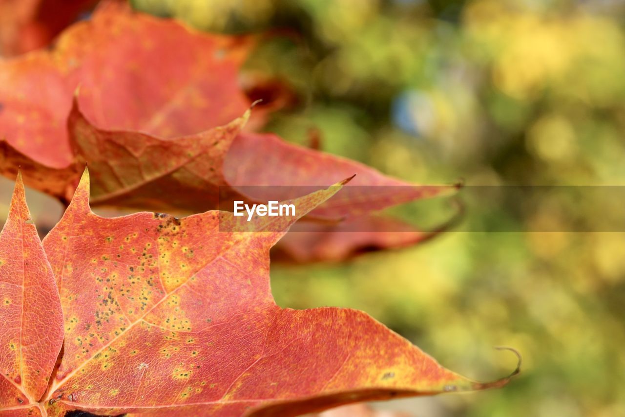 leaf, plant part, autumn, tree, plant, nature, close-up, beauty in nature, maple leaf, no people, flower, red, macro photography, outdoors, focus on foreground, branch, day, maple, orange color, fragility, leaf vein, petal, dry, natural condition, leaves, sunlight, selective focus, tranquility, yellow, plant stem, maple tree