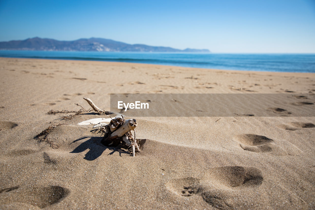 VIEW OF CRAB ON SAND