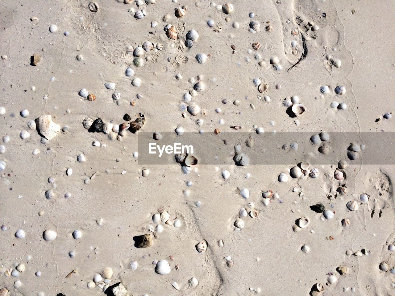 FULL FRAME SHOT OF BIRDS ON SAND