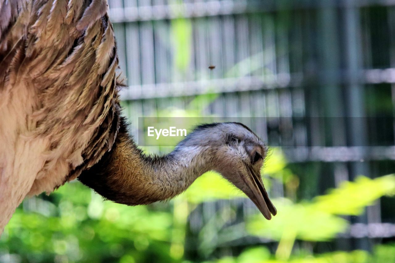 CLOSE-UP OF A BIRD AGAINST BLURRED BACKGROUND