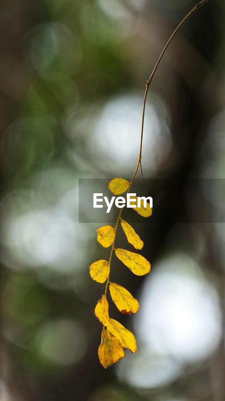 Close-up of yellow leaf hanging on plant