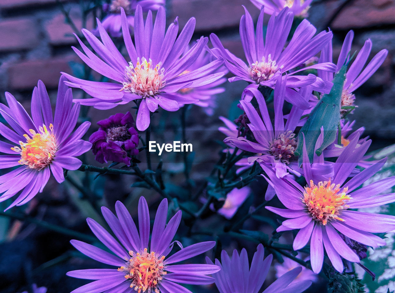 Close-up of pink flowers