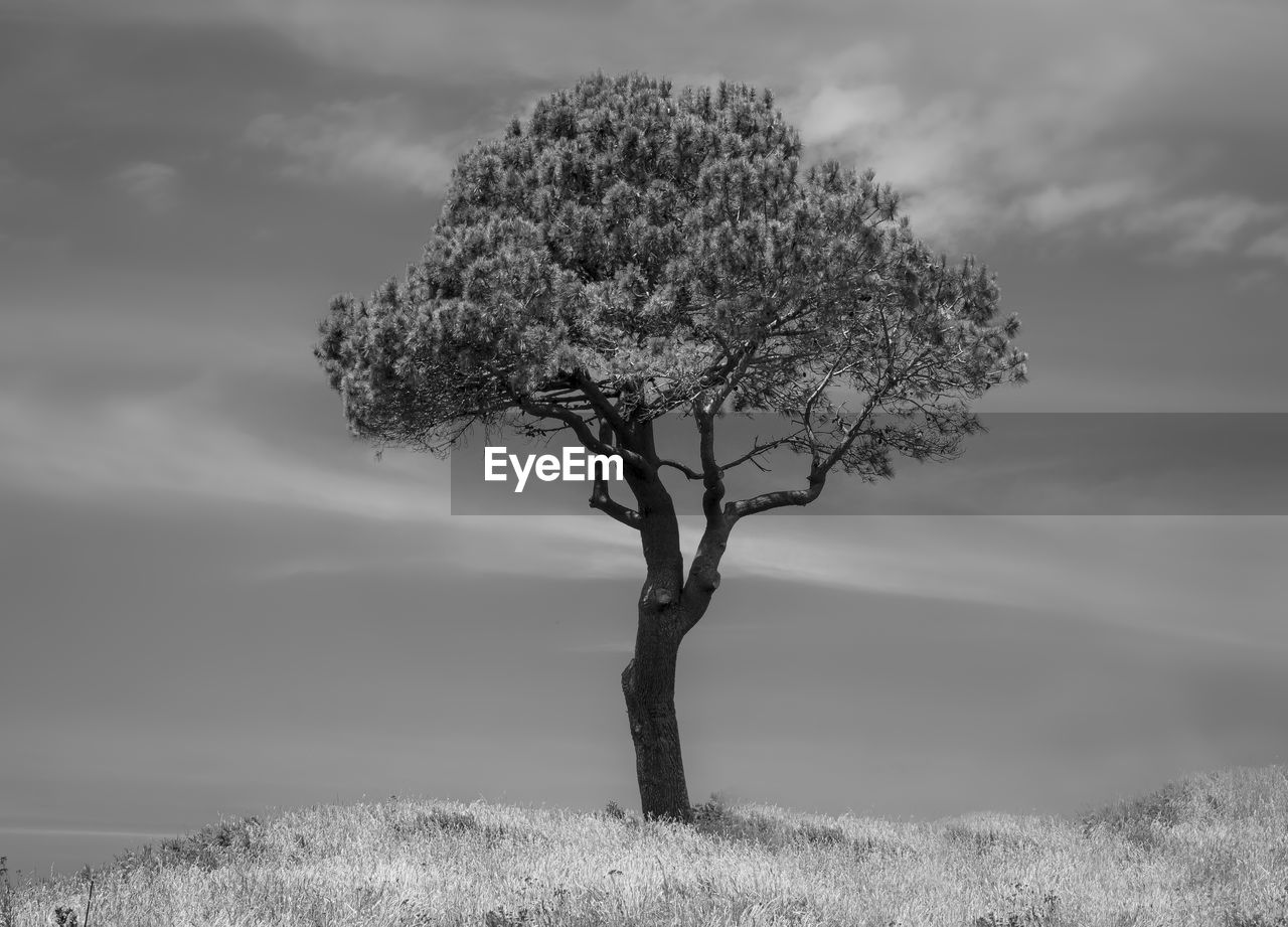 Tree on field against sky