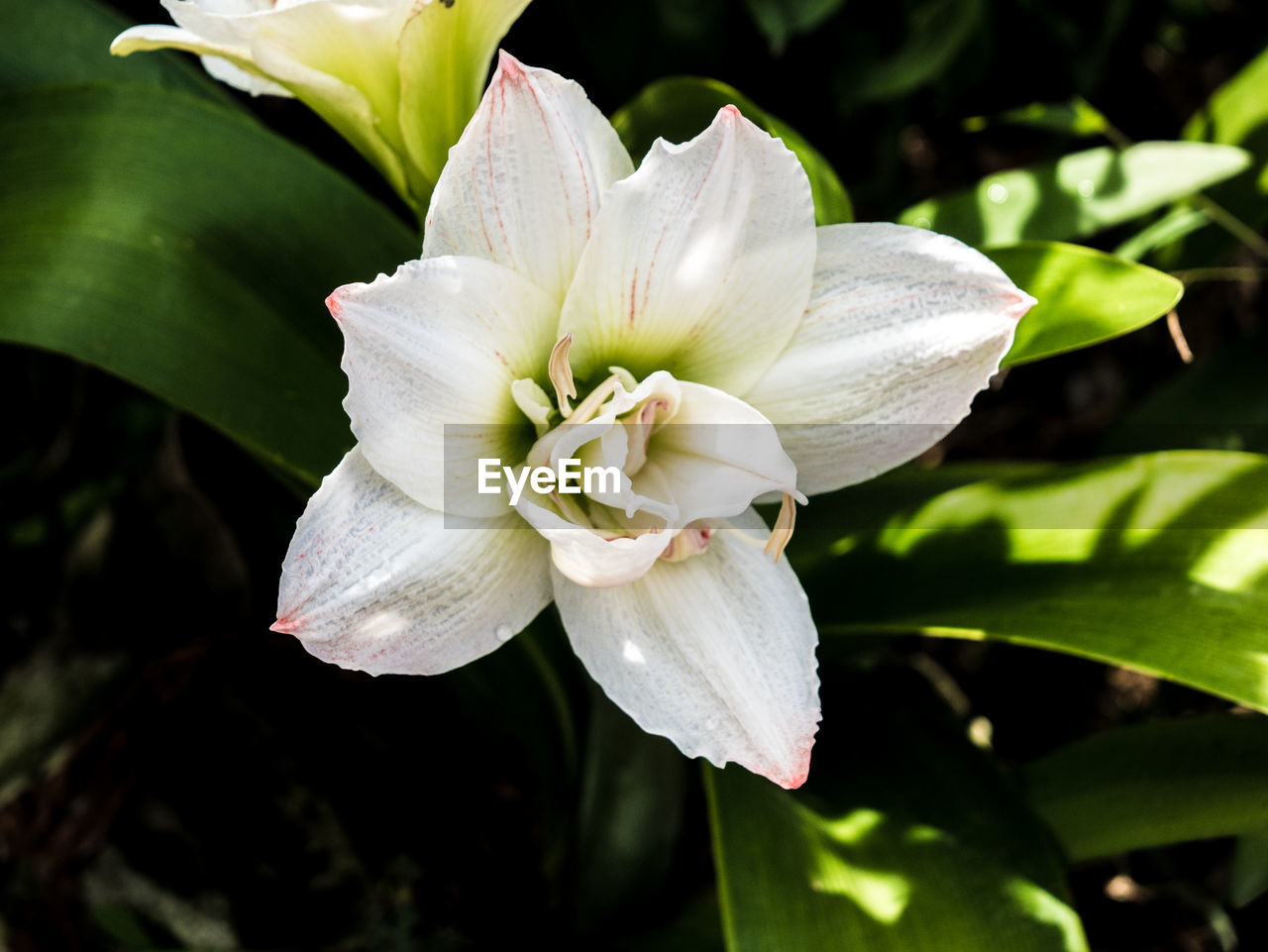 CLOSE-UP OF WHITE FLOWER