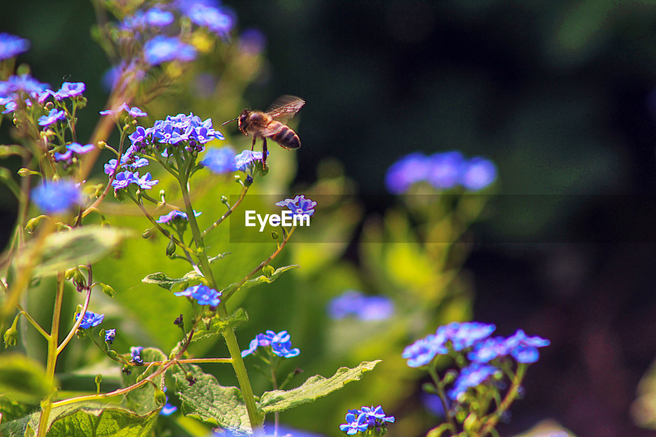 Close-up of bee pollinating on purple flower