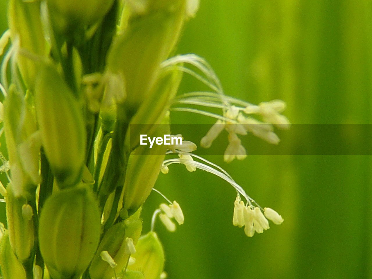 Close-up of flowers