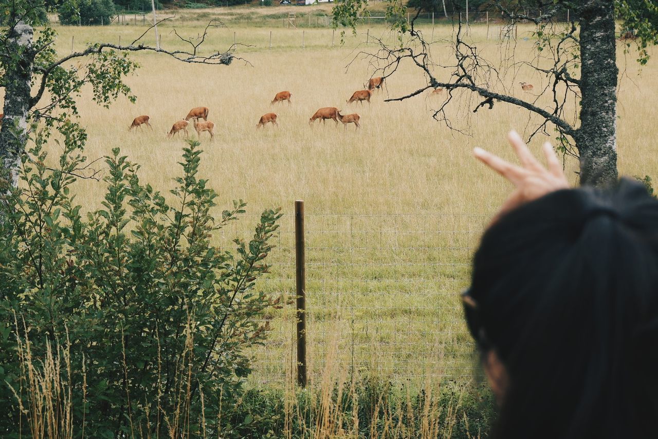 Cropped image of woman against deer on field