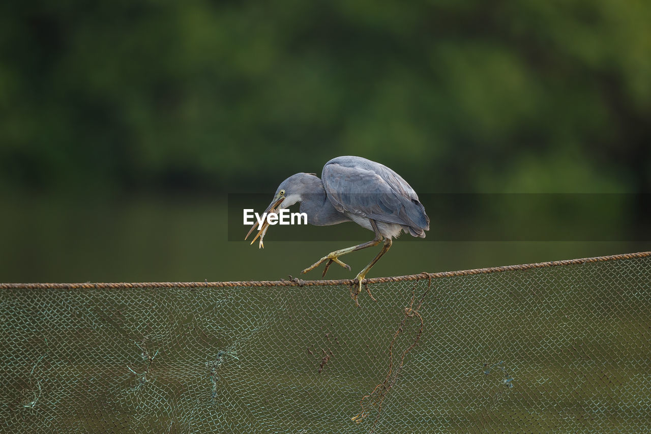 A western reef egret with a catch