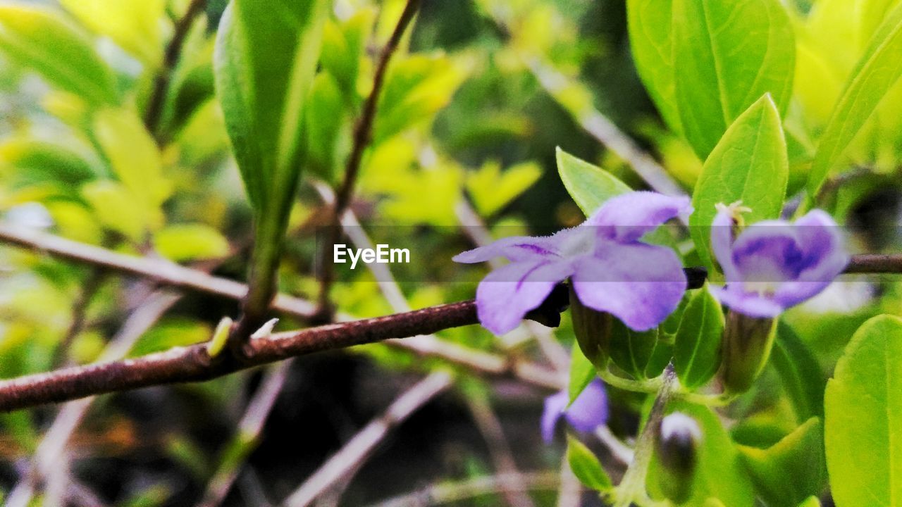 Purple flowers blooming in park