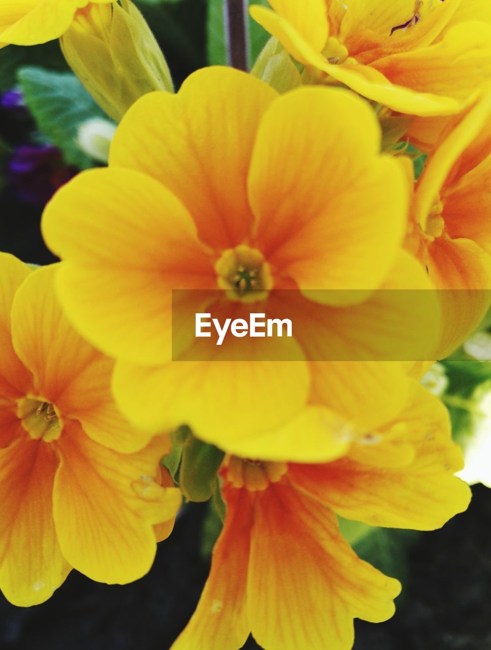 CLOSE-UP OF YELLOW FLOWERS BLOOMING