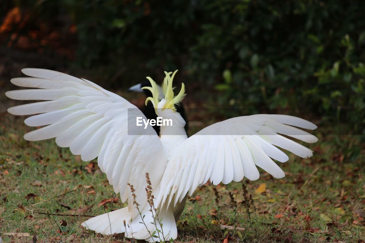 Close-up of cockatoo with it's wings spread 