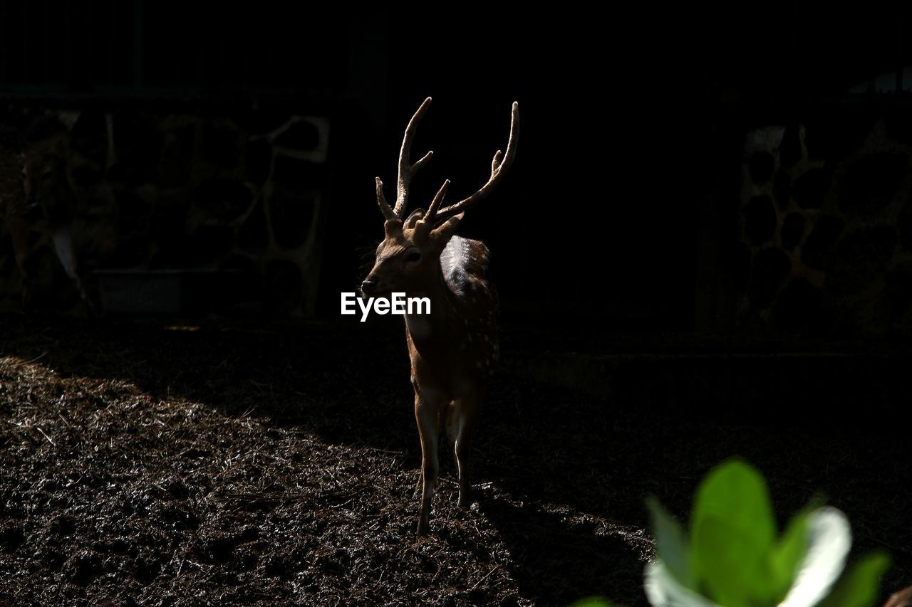 darkness, night, animal, nature, plant, animal themes, deer, no people, mammal, standing, animal wildlife, screenshot, one animal, outdoors, full length