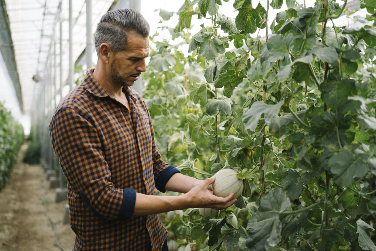 Farmer examining melon at organic farm