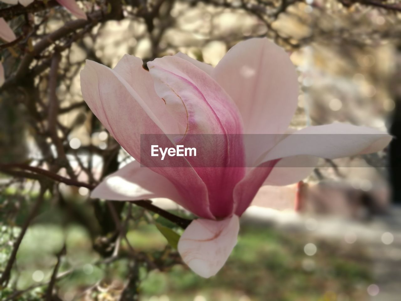 CLOSE-UP OF PINK FLOWER BLOOMING ON TREE