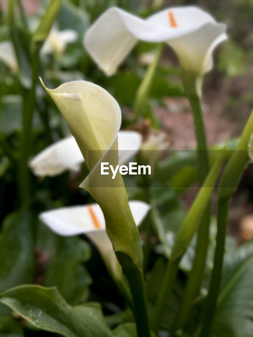 plant, flower, flowering plant, growth, close-up, beauty in nature, freshness, nature, petal, white, no people, leaf, plant part, fragility, flower head, green, inflorescence, focus on foreground, snowdrop, outdoors, day, food, plant stem