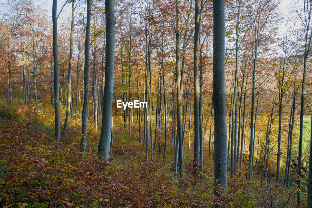 SCENIC VIEW OF FOREST