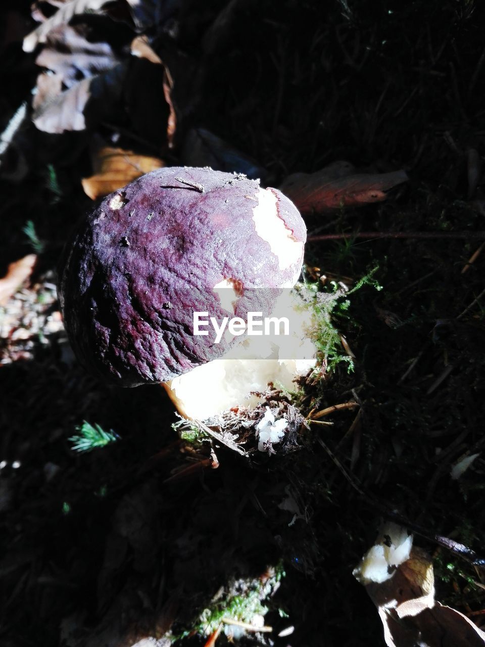 HIGH ANGLE VIEW OF MUSHROOMS GROWING ON FIELD