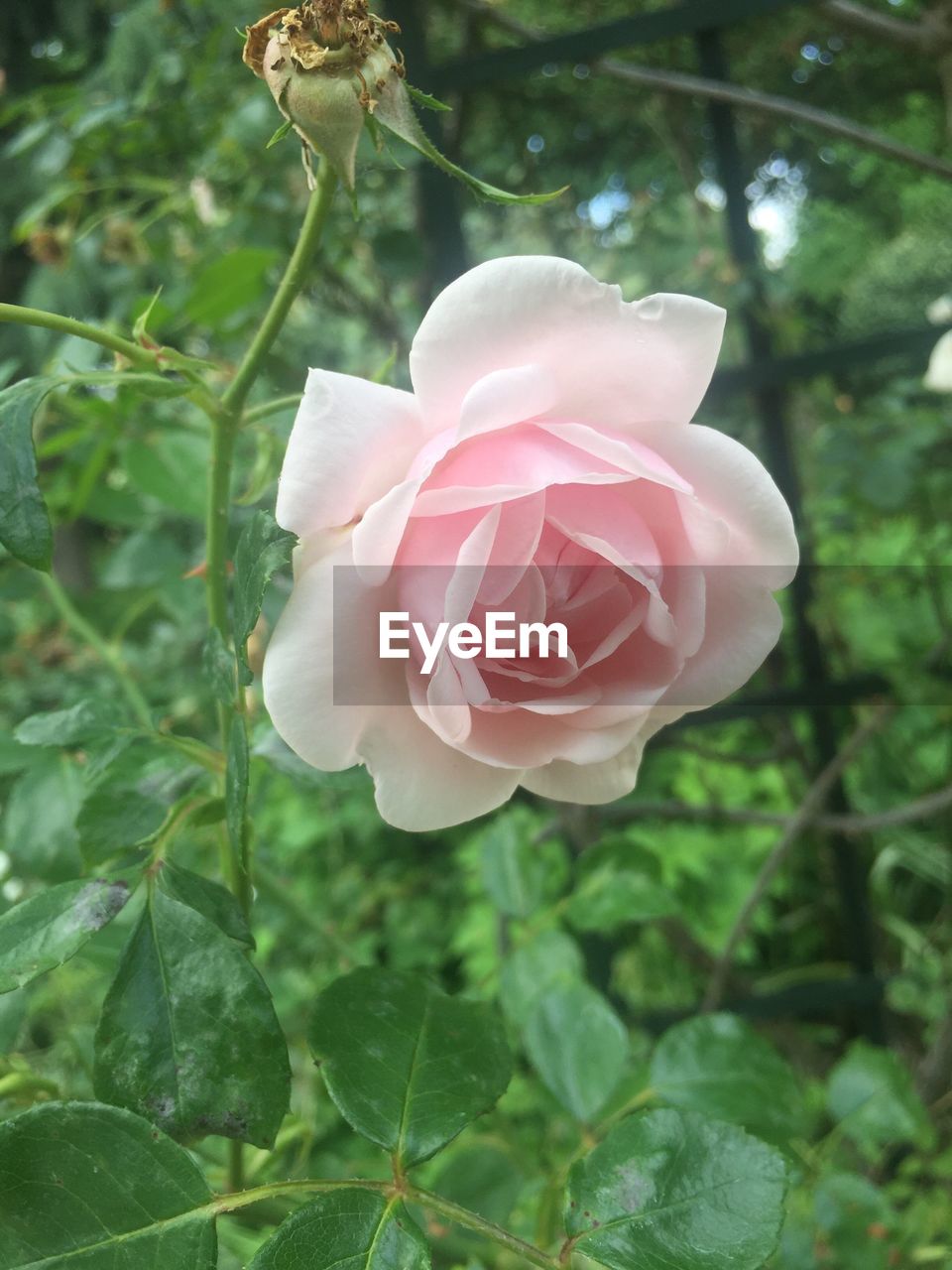 CLOSE-UP OF ROSE FLOWER BLOOMING OUTDOORS