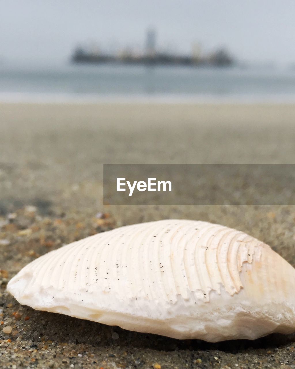 Surface level of shell on shore