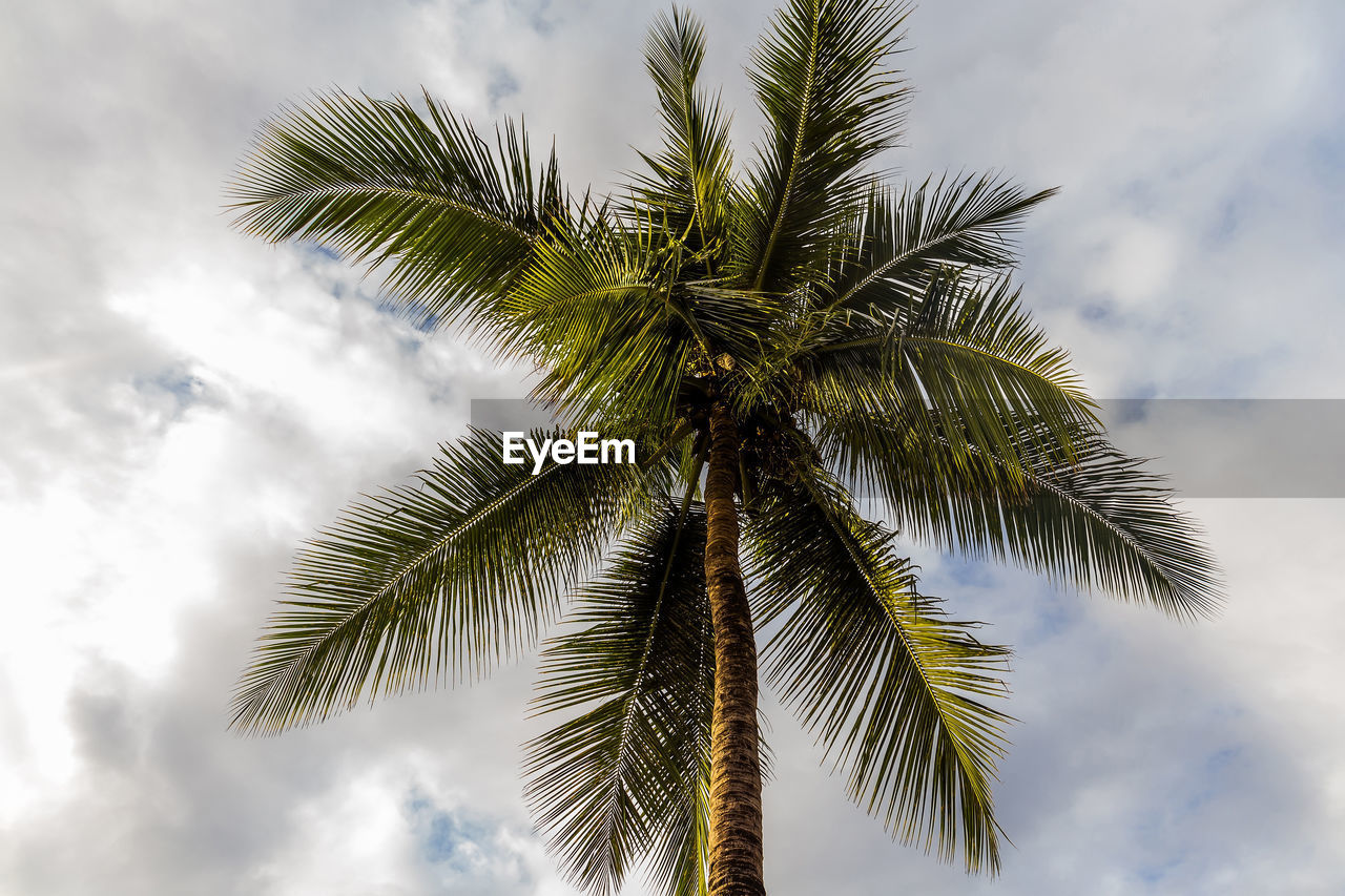 Low angle view of palm tree against sky