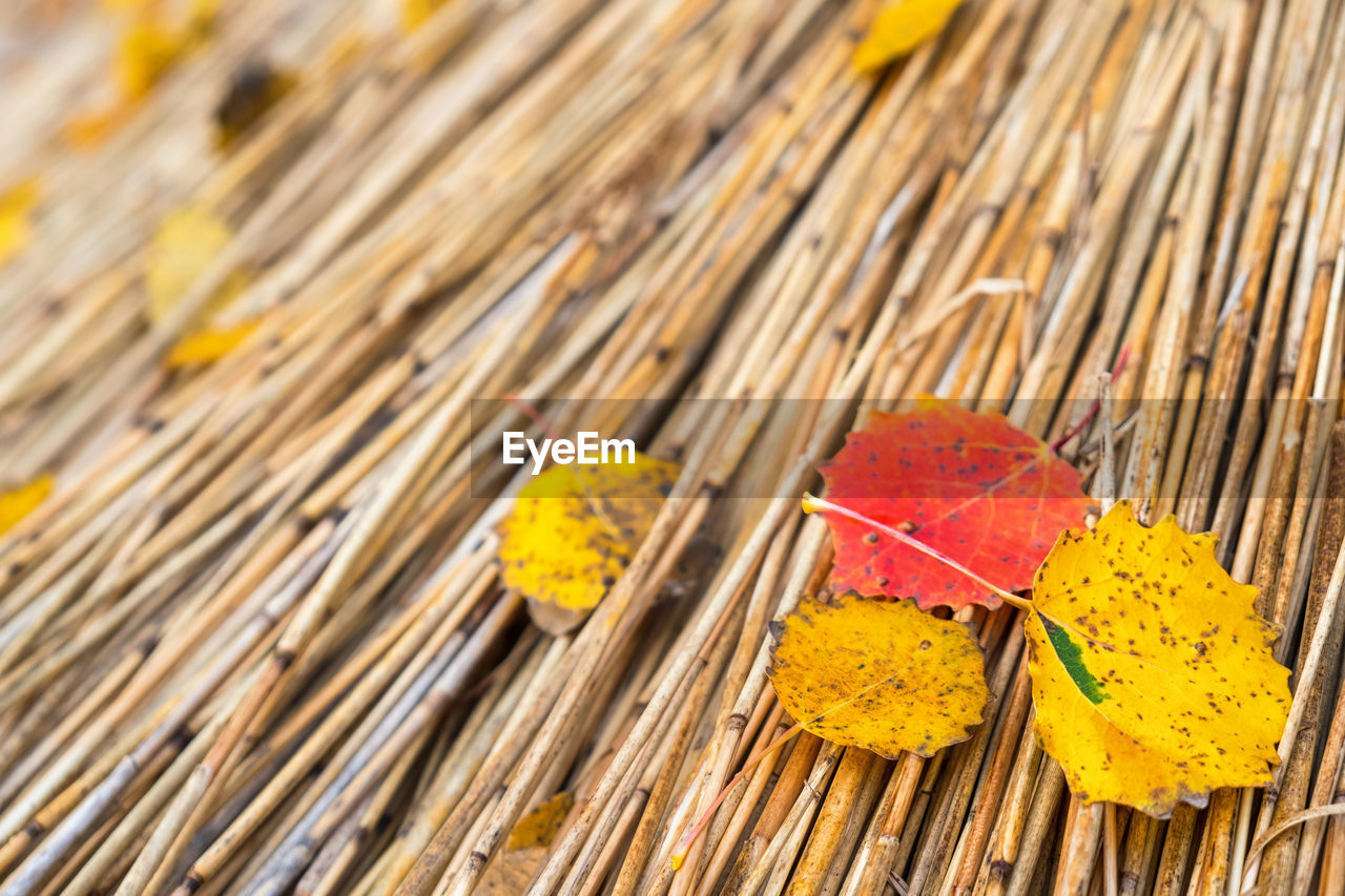 Red and yellow autumn leaves on a thatched roof