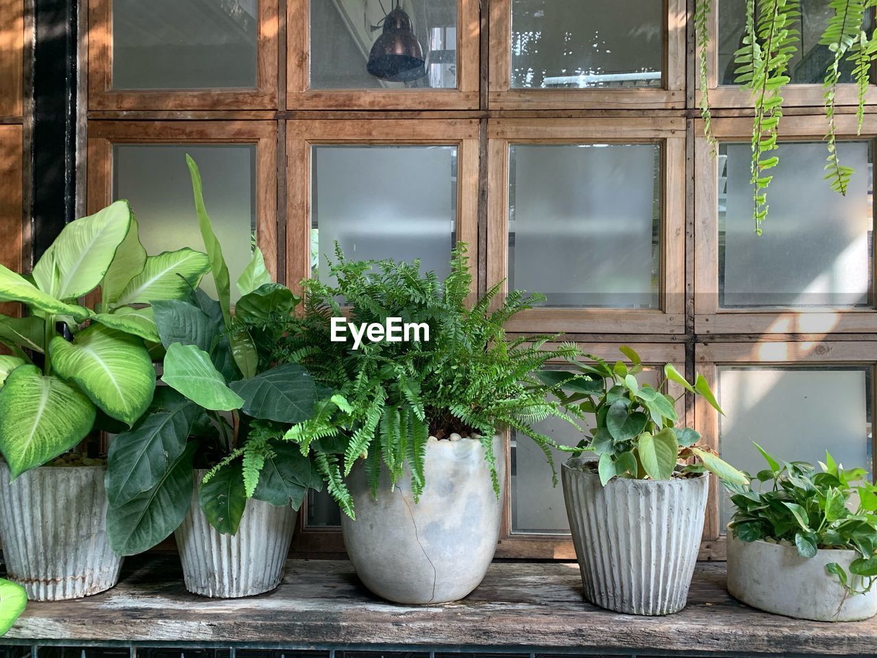 Potted plants on window sill