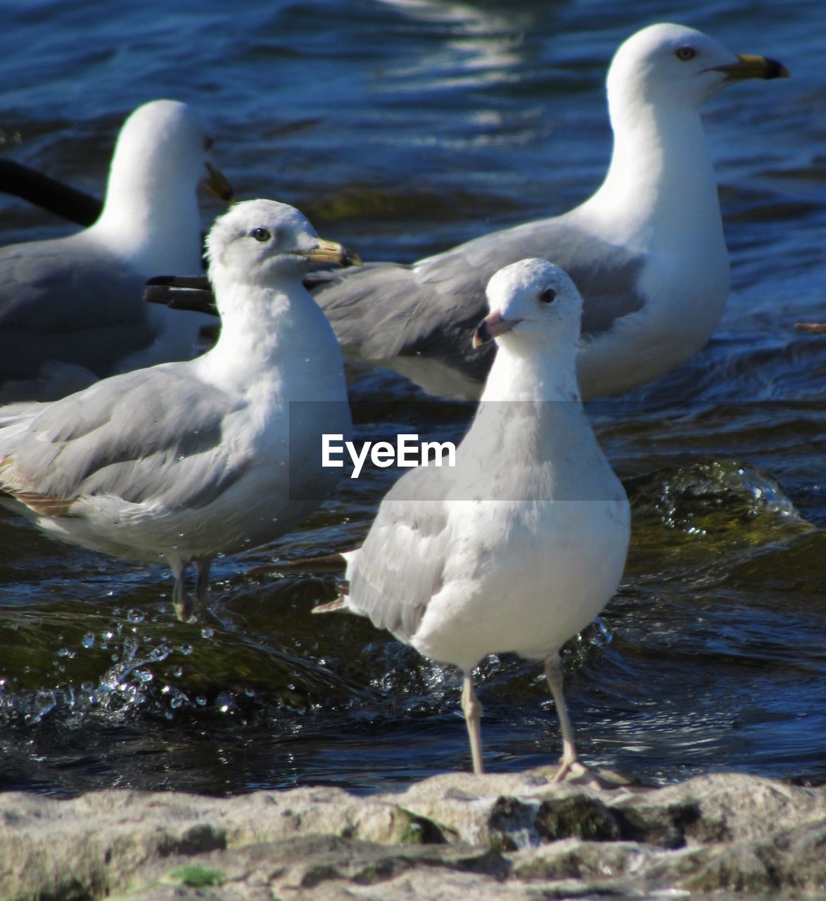 SEAGULL ON LAKE