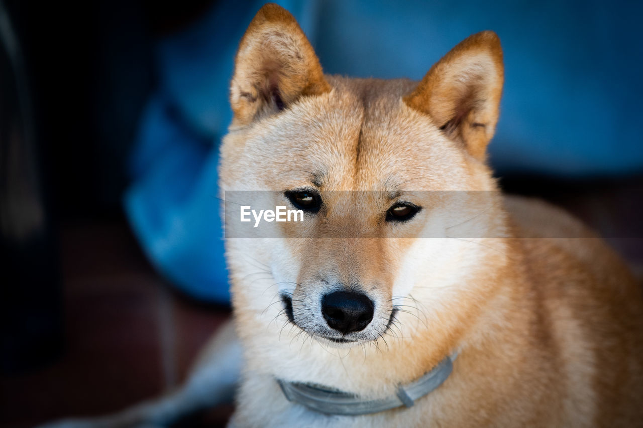 Close-up portrait of dog shiba inu