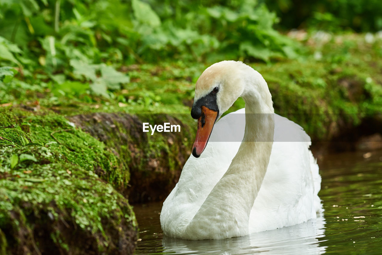 SWAN SWIMMING ON LAKE